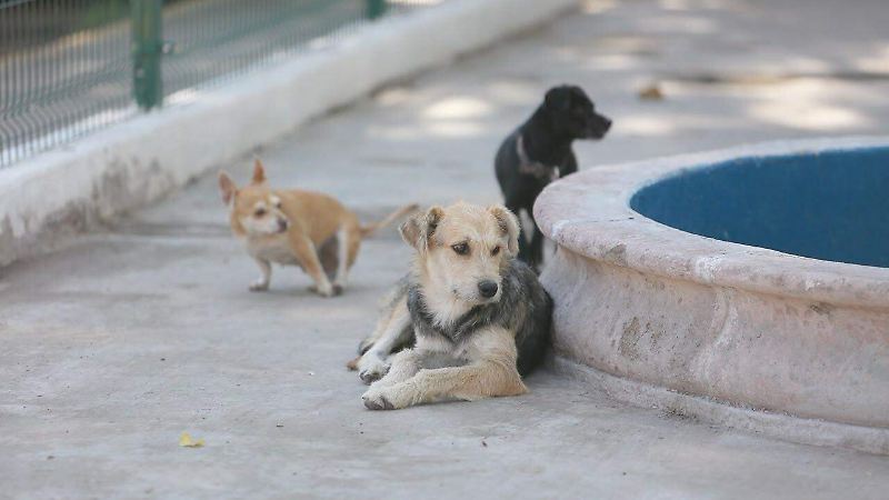 Perritos rescatados en el Centro de Atención Animal en la ciudad de Durango